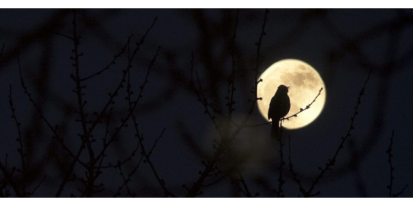 Birdwatching at night