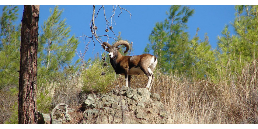 How to hunt a mouflon