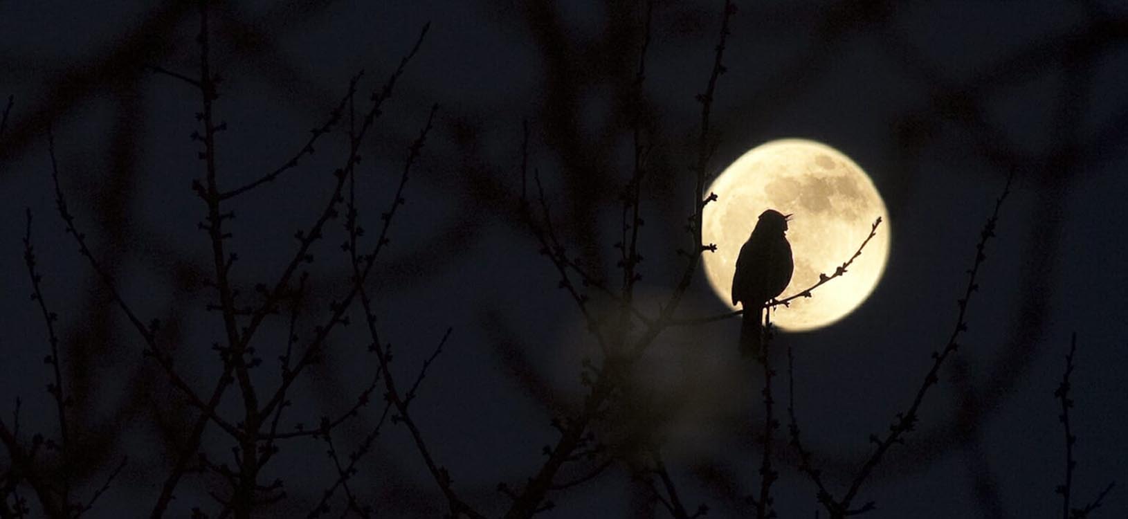 Birdwatching at night