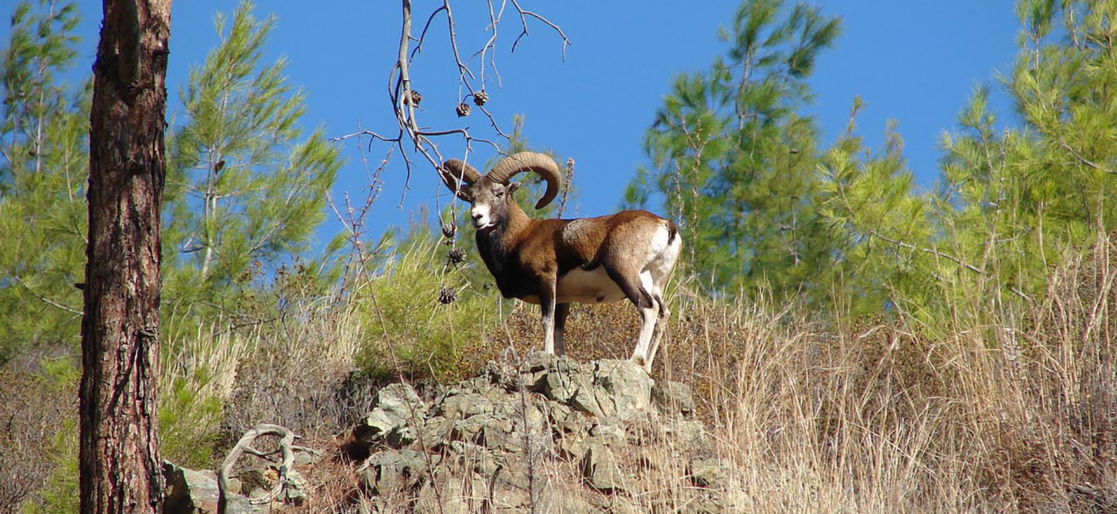 How to hunt a mouflon