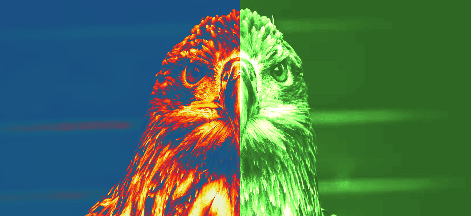 Night vision or thermal scope – what do you need  